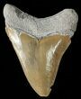 Serrated,  Bone Valley Megalodon Tooth - Florida #70557-1